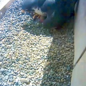 One of the UB falcons in the nesting box. An egg can be seen between it's talon (foot?) and wing. 