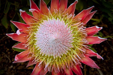 Zoom image: King Protea is among the species under threat from climate change. Photo: Adam Wilson 