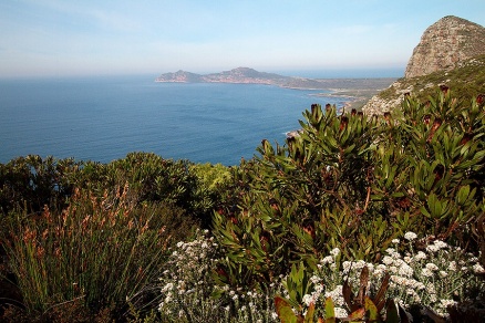 Zoom image: Cape Point Nature Reserve in South Africa, where part of the study took place. Photo: Adam Wilson 
