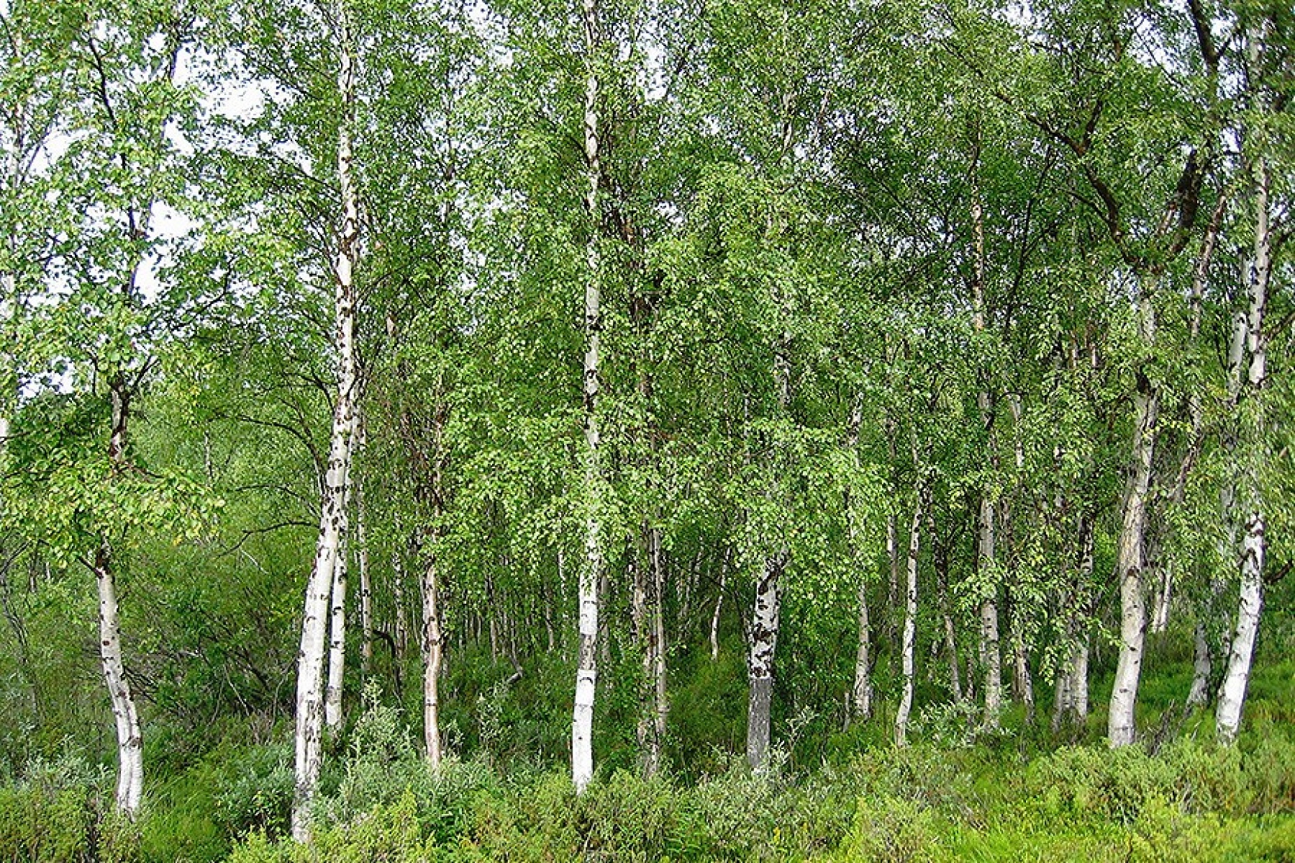 Betula pendula, Inari wilderness, Finland. Photo: Percita at Flickr CC. 