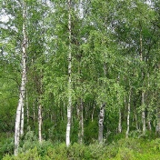 stand of silver birch trees. 