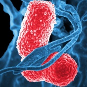 a blue-colored, human white blood cell (WBC) known specifically as a neutrophil, interacting with two pink-colored, rod-shaped, multidrug-resistant (MDR) Klebsiella pneumoniae bacteria. 