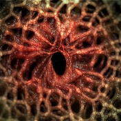 A film still from the video Sua Cancroma. 