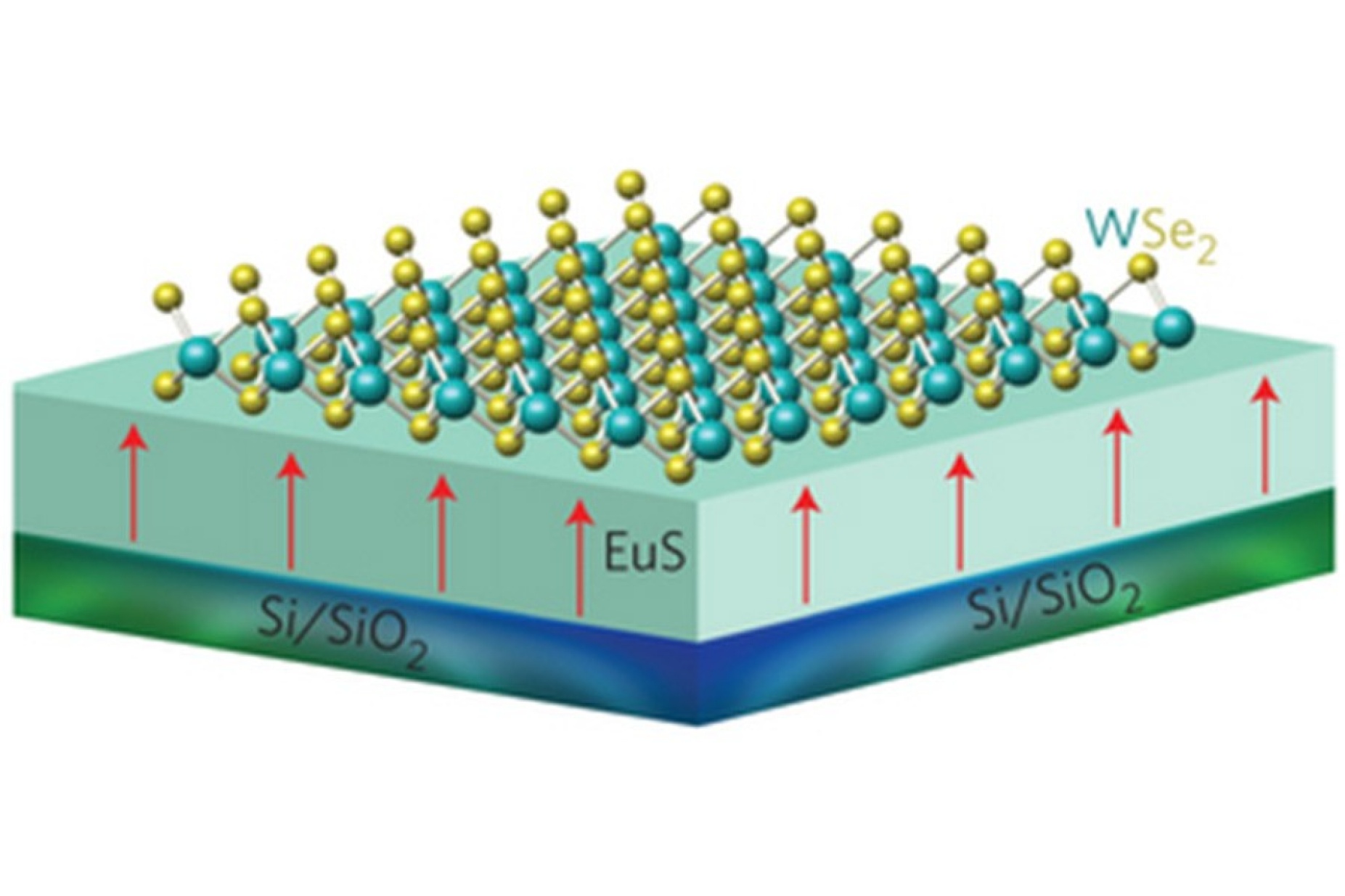 A two-layered heterostructure, with a 10 nanometer thick film of magnetic EuS (europium sulfide) on the bottom and a single layer (less than 1 nanometer) of the transition metal dichalcogenide WSe2 (tungsten diselenide) on top.