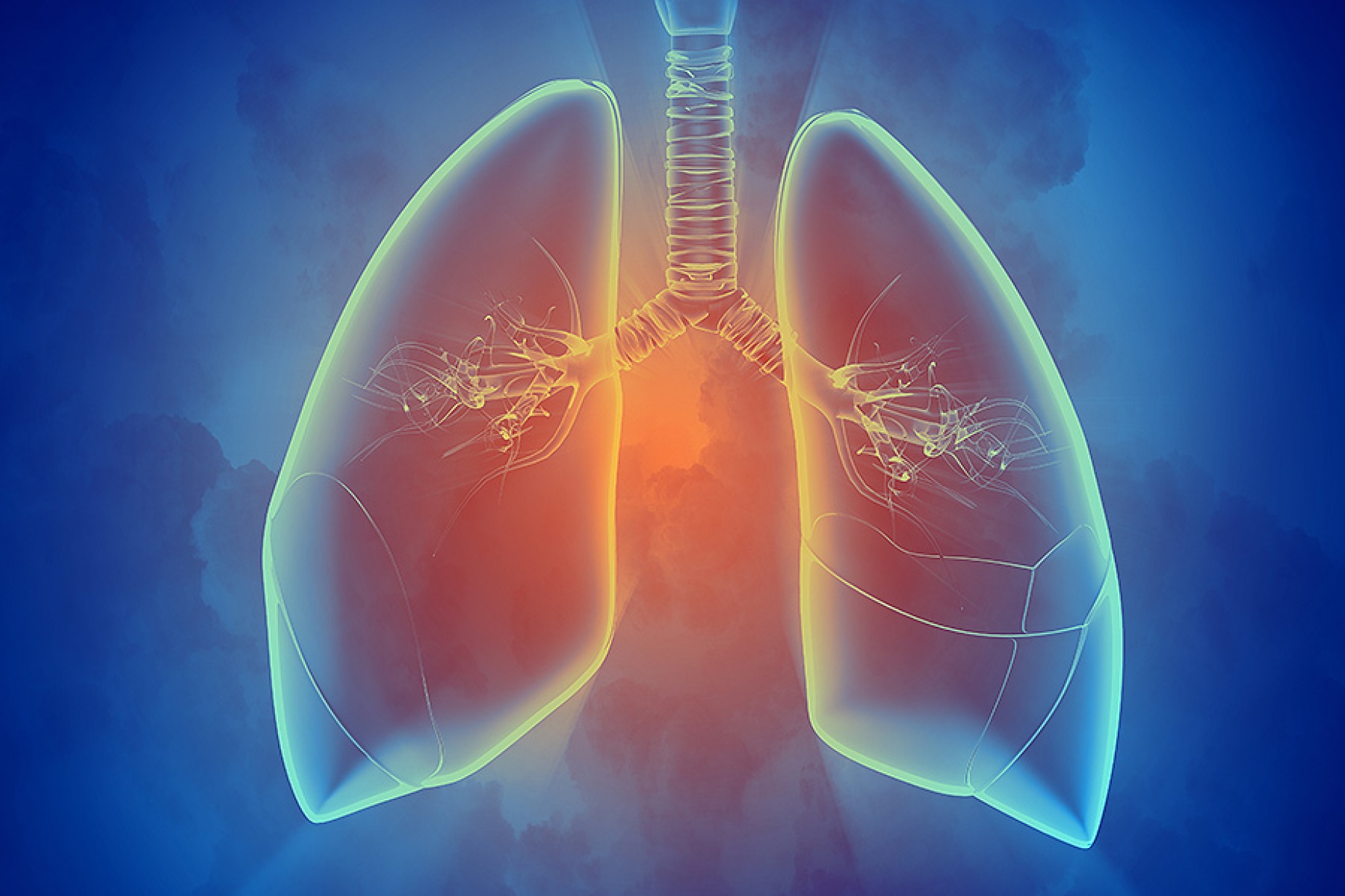 Illustration of the structures of the human lung. 