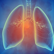 Illustration of the structures of the human lung. 