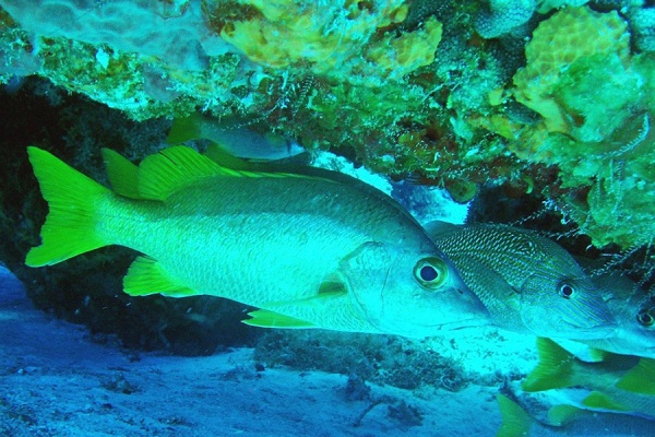 Zoom image: Schoolmaster snapper 