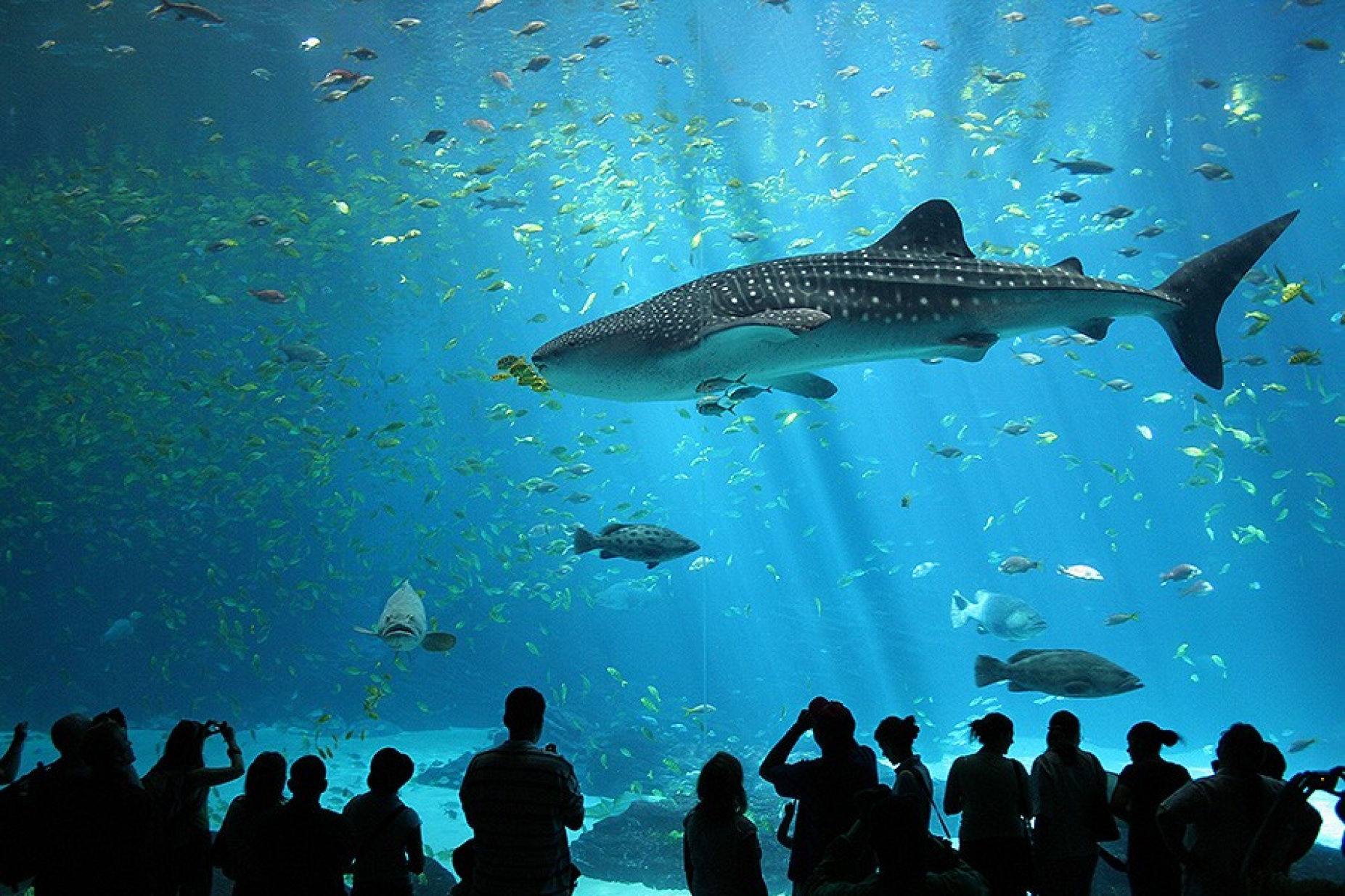 One of two resident male whale sharks in the Georgia Aquarium in the United States. 
