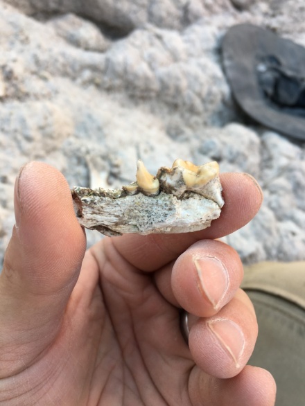 Otter jawbone. 
