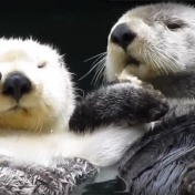 Sea otters. 