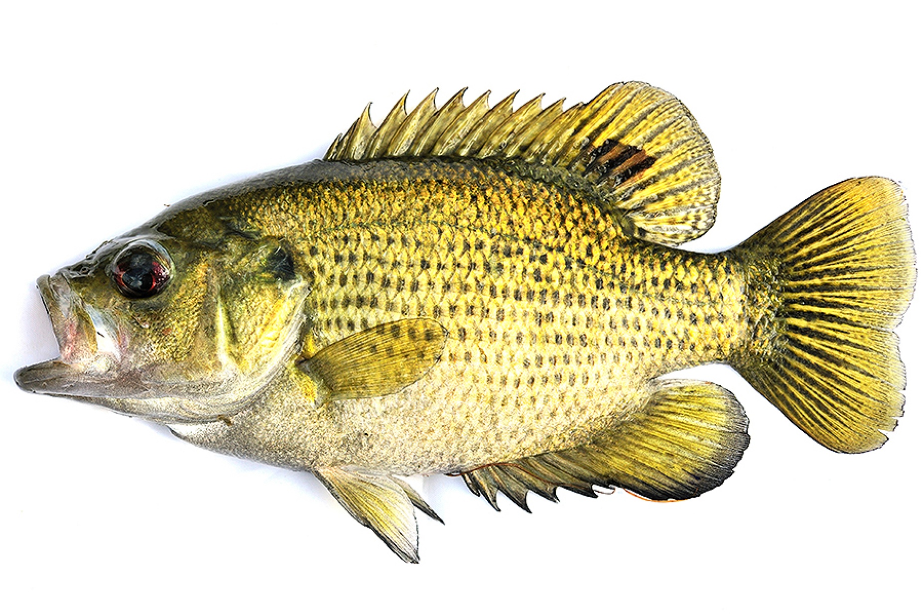 rock bass. 