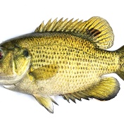 rock bass. 