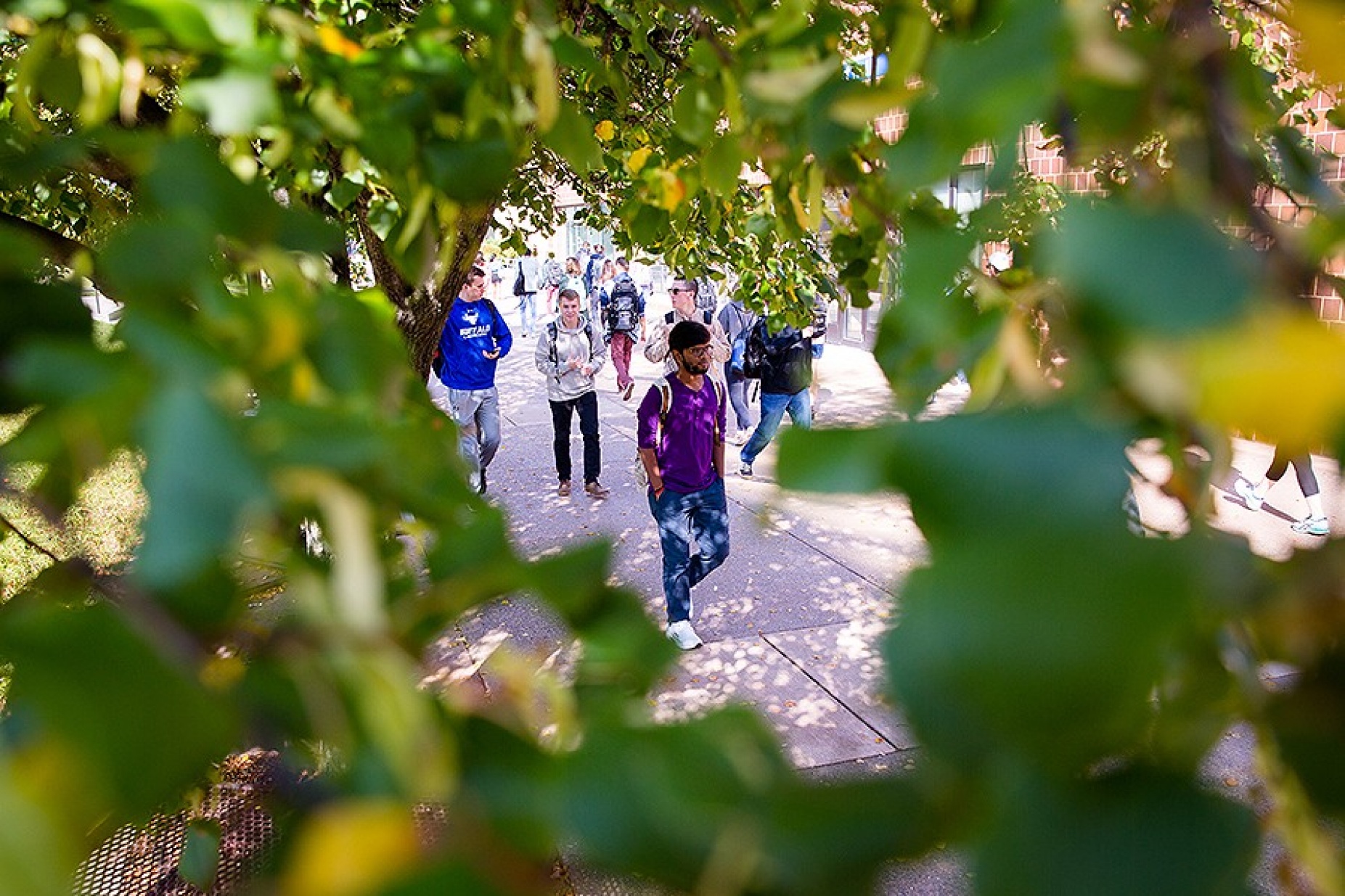 Students walking on campus, framed through the leaves of a tree. 