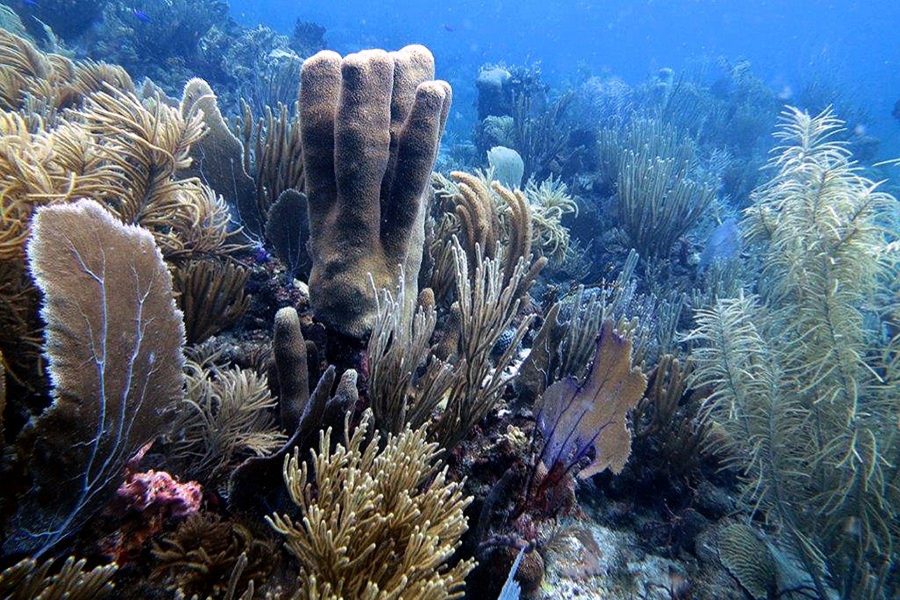 St. John coral reef. 