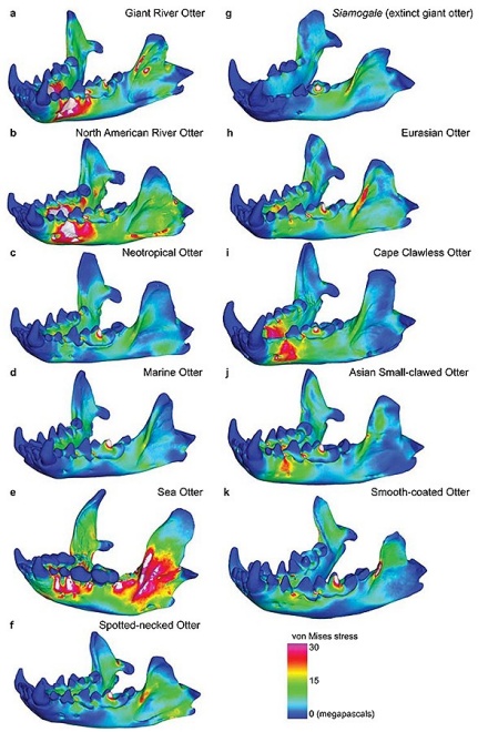 chart comparing the strength of various otter jaw structure. 