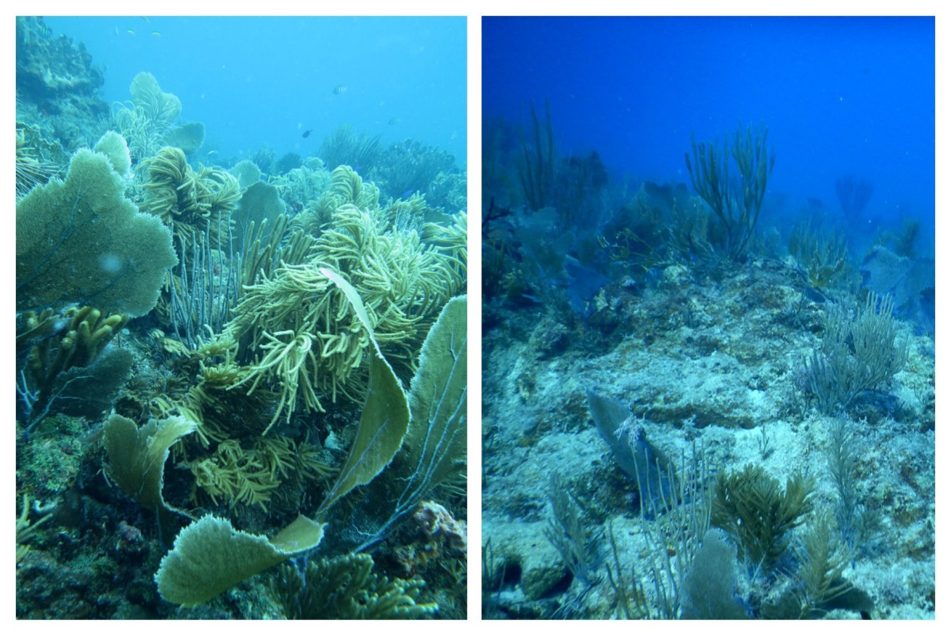 Before and after views of a coral reef off the coast of St. John, U.S. Virgin Islands. The reef, vibrant and full of life, is pictured in 2013 and in 2017 after hurricanes Maria and Irma tore through the region. The reef is now more sparsely populated, with many coral colonies either severely damaged or swept away. 