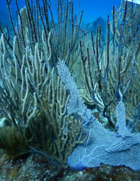 Zoom image: Damaged gorgonian corals on a reef off the coast of St. John, U.S. Virgin Islands. The living tissue on many of the branches has been chipped or torn off, leaving only the dark non-living core of the branch. Photo: Howard Lasker 