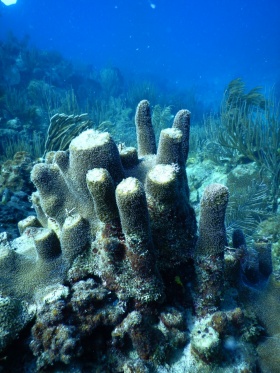 Zoom image: A damaged pillar coral on a reef off the coast of St. John, U.S. Virgin Islands. The tops of some of the pillars have broken off as a result of the recent hurricanes. Photo: Howard Lasker 