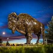 Bronze buffalo in front of the Center for the Arts. 