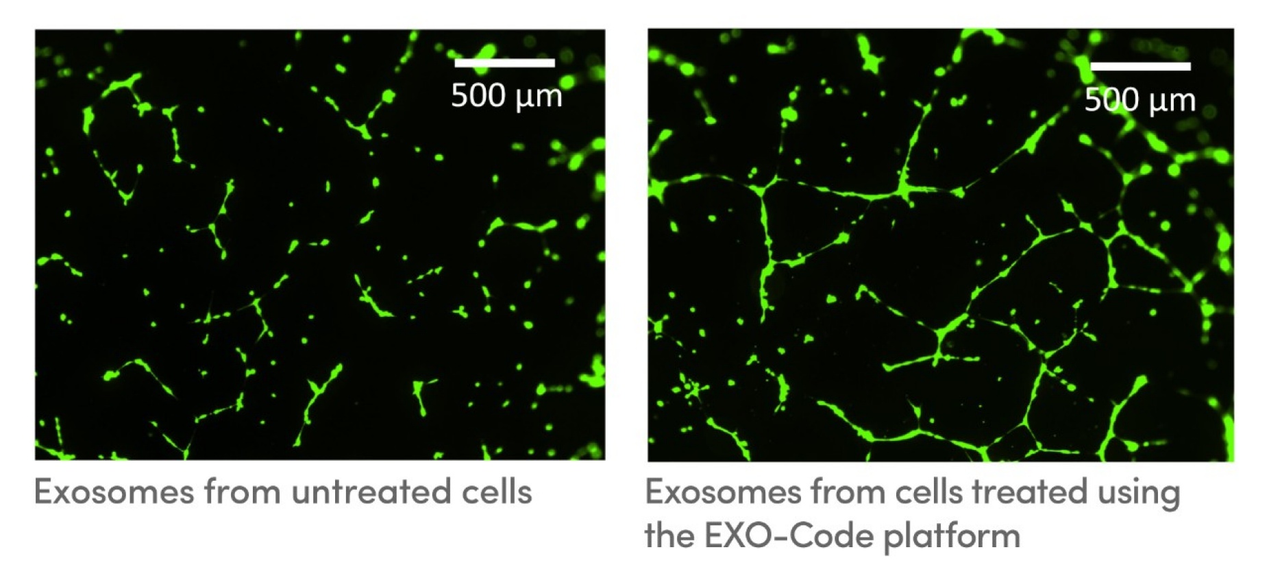 Exosomes, tiny, pouch-like vesicles that are secreted by cells and that could be used as tools for delivering drugs and treating disease. One photo shows exosomes from untreated cells, the other exosomes from cells treated using the EXO-Code platform. 