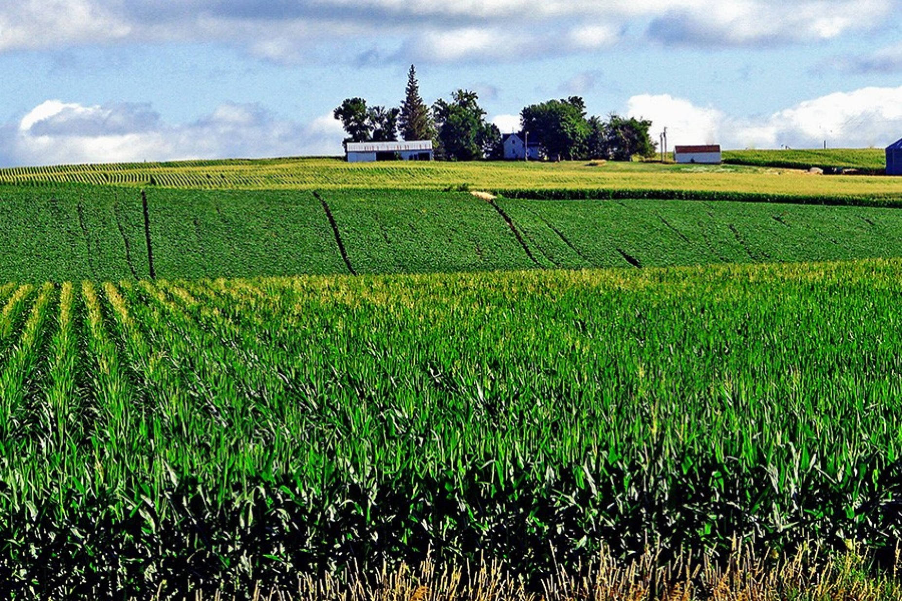A cornfield in Iowa. 