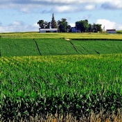 A cornfield in Iowa. 