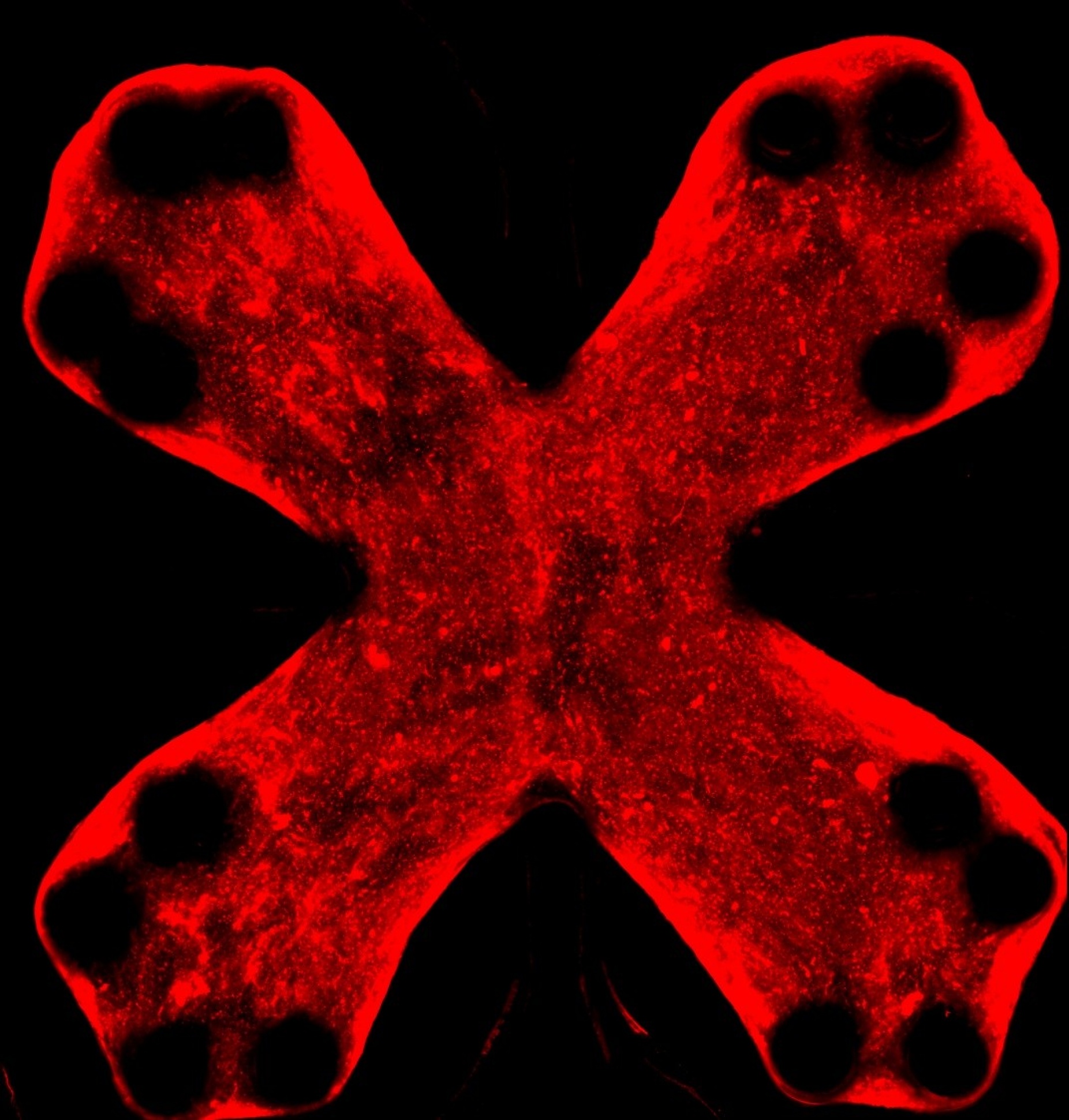 An image showing collagen from a healthy engineered lung tissue. 