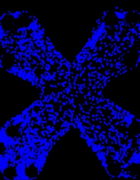 an image showing the nucleus from a healthy engineered lung tissue. 