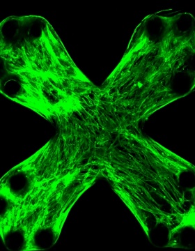 An image showing actin from a healthy engineered lung tissue. 