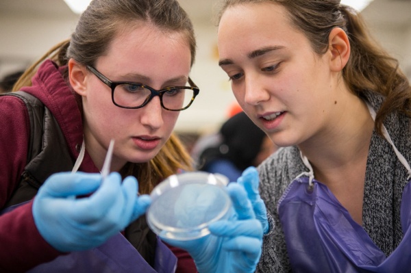 Zoom image: UB students Ewa Durda (left) and Michaela Cornaire work during a CRISPR lab session in mid-November. That day, students were tasked with transferring yeast colonies whose genes had been edited using CRISPR to new petri dishes. 