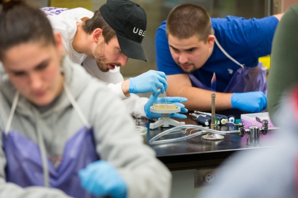 Zoom image: Students working in the CRISPR lab at UB. That day, students placed CRISPR’d yeast cells into petri dishes after carefully mixing the cells with a DNA plasmid and DNA fragment used to perform the CRISPR gene-editing technique. 