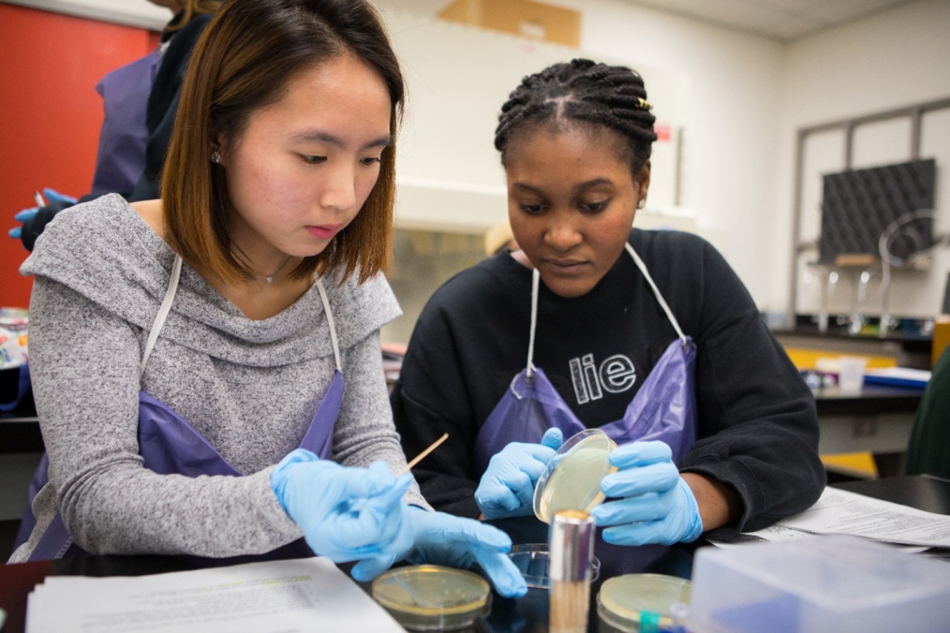 UB students Erin Hong (left) and Jenny Ababio work during a CRISPR lab session in mid-November. That day, students were tasked with transferring yeast colonies whose genes had been edited using CRISPR to new petri dishes.