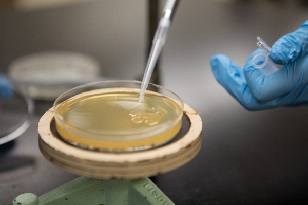 Zoom image: Students in the CRISPR lab at UB transfer edited yeast cells onto a petri dish. The petri dish contains media that let only the edited yeast colonies grow on them. 