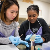 UB students Erin Hong (left) and Jenny Ababio work during a CRISPR lab session in mid-November. That day, students were tasked with transferring yeast colonies whose genes had been edited using CRISPR to new petri dishes. 