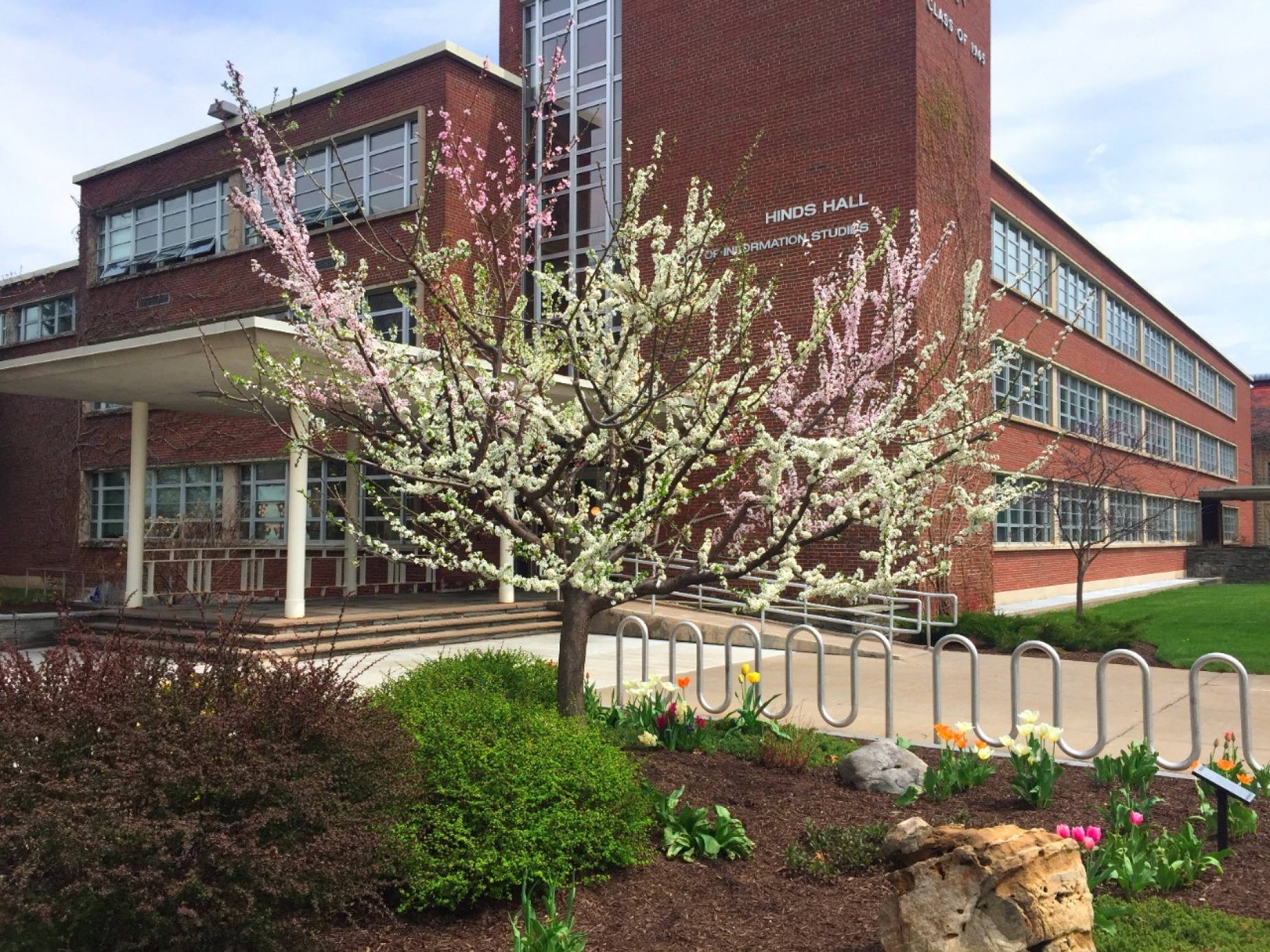 Tree 75, a hybrid tree on the Syracuse University campus. 