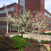 Hybrid tree on Syracuse University campus. 