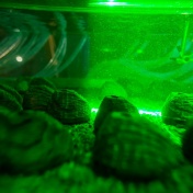 A closeup of the simulated mussels. 