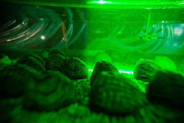 Zoom image: A closer look at the simulated mussels. Photo: Douglas Levere 