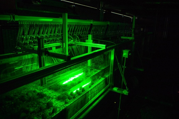 Zoom image: A view of the mussel flume. Photo: Douglas Levere 