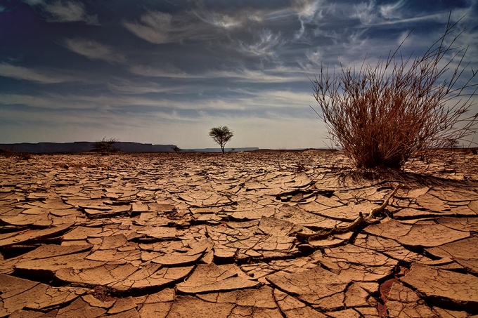 A barren African vista featuring a small tree, a bush and cracked, dry earth. 