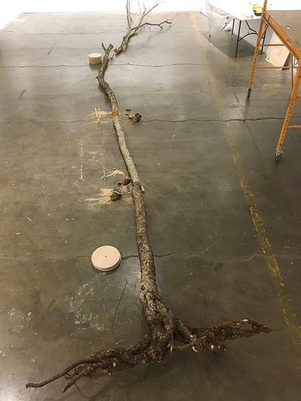 A tree, branches to roots, laid on the floor, part of the WTF exhibit. 