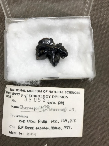 Zoom image: This ice age fossil tooth — tucked away for years in the collections of the Canadian Museum of Nature — belonged to the “running hyena” Chasmaporthetes, according to a new UB-led study. This tooth, found in 1977, and one other are the first known hyena fossils found in the Arctic. Photo: Grant Zazula / Government of Yukon 