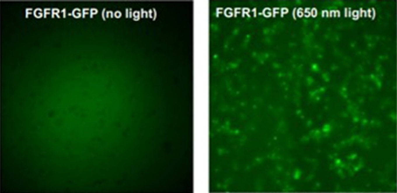 The gene FGFR1 in its natural state and the gene when exposed to laser light, which causes the gene to activate and deactivate. 