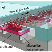 This diagram illustrates how the engineered tissue model works to mimic the clotting upon blood vessel injury. 