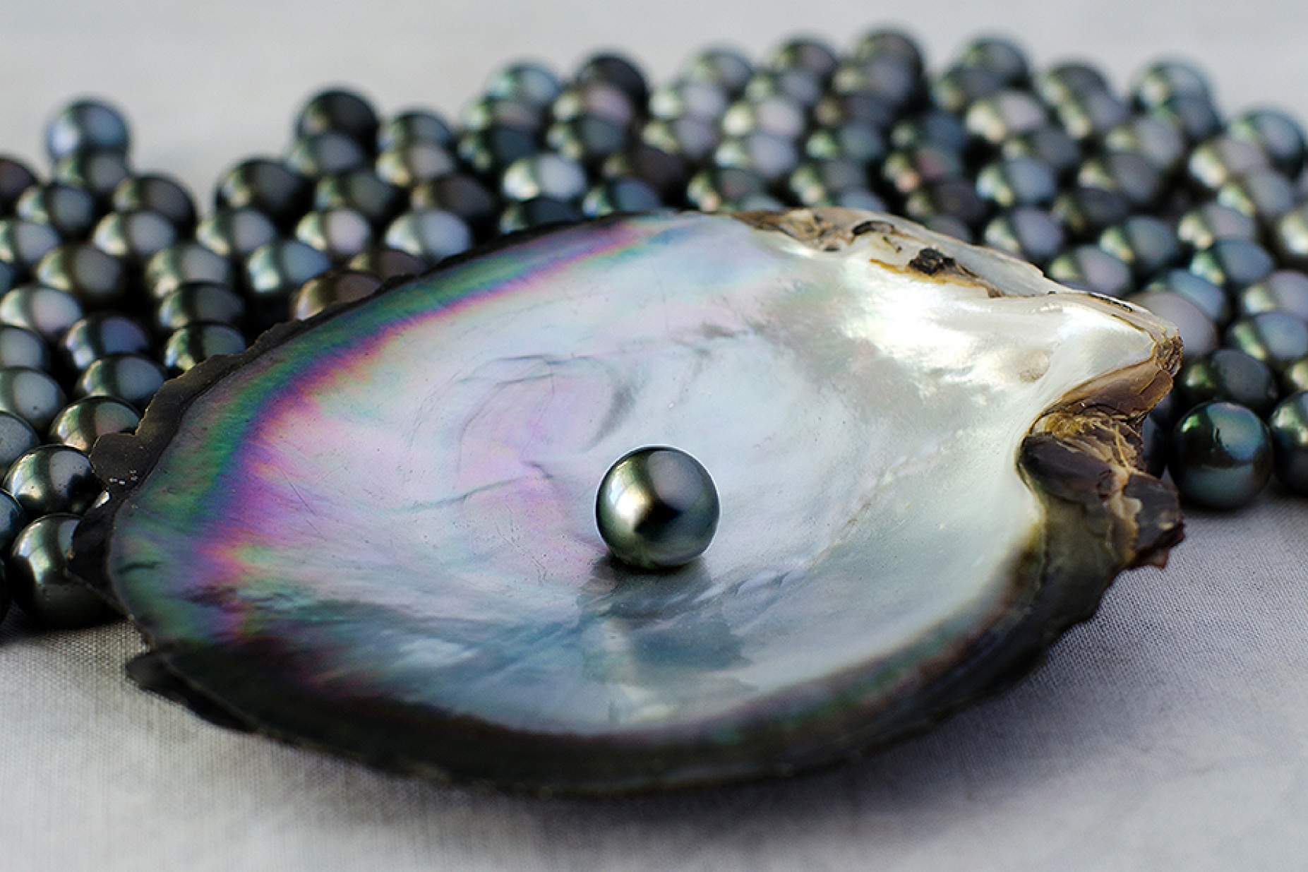 Black pearls and a shell. 