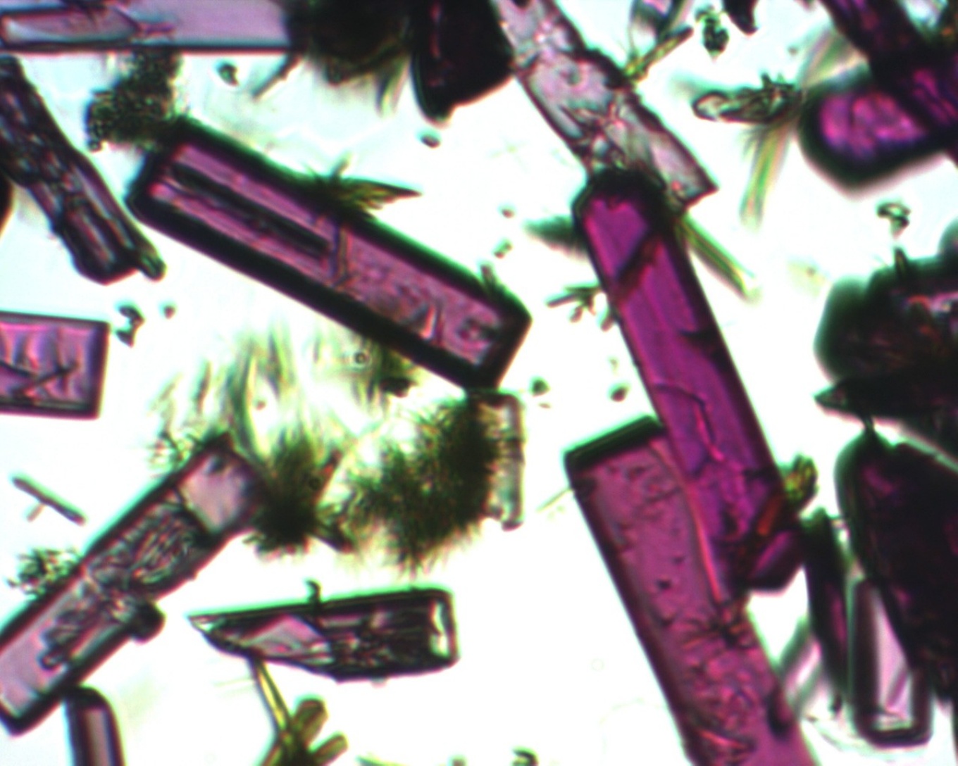 Zoom image: A microscope image showing a porous, crystalline material called a metal-organic framework, or MOF (the material in purple). This MOF is made from cobalt(II) sulfate heptahydrate, 5-aminoisophthalic acid and 4,4'-bipyridine, and it is shown in its hydrated state. Image: Travis Mitchell 