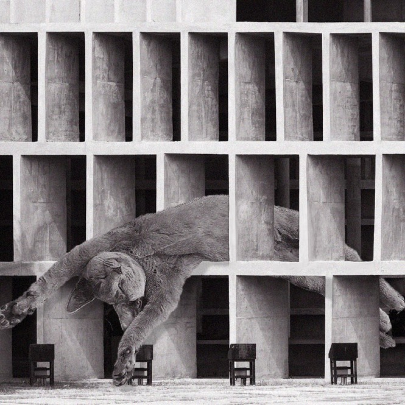 A cat superimposed lounging in the windows of a brutalist building.