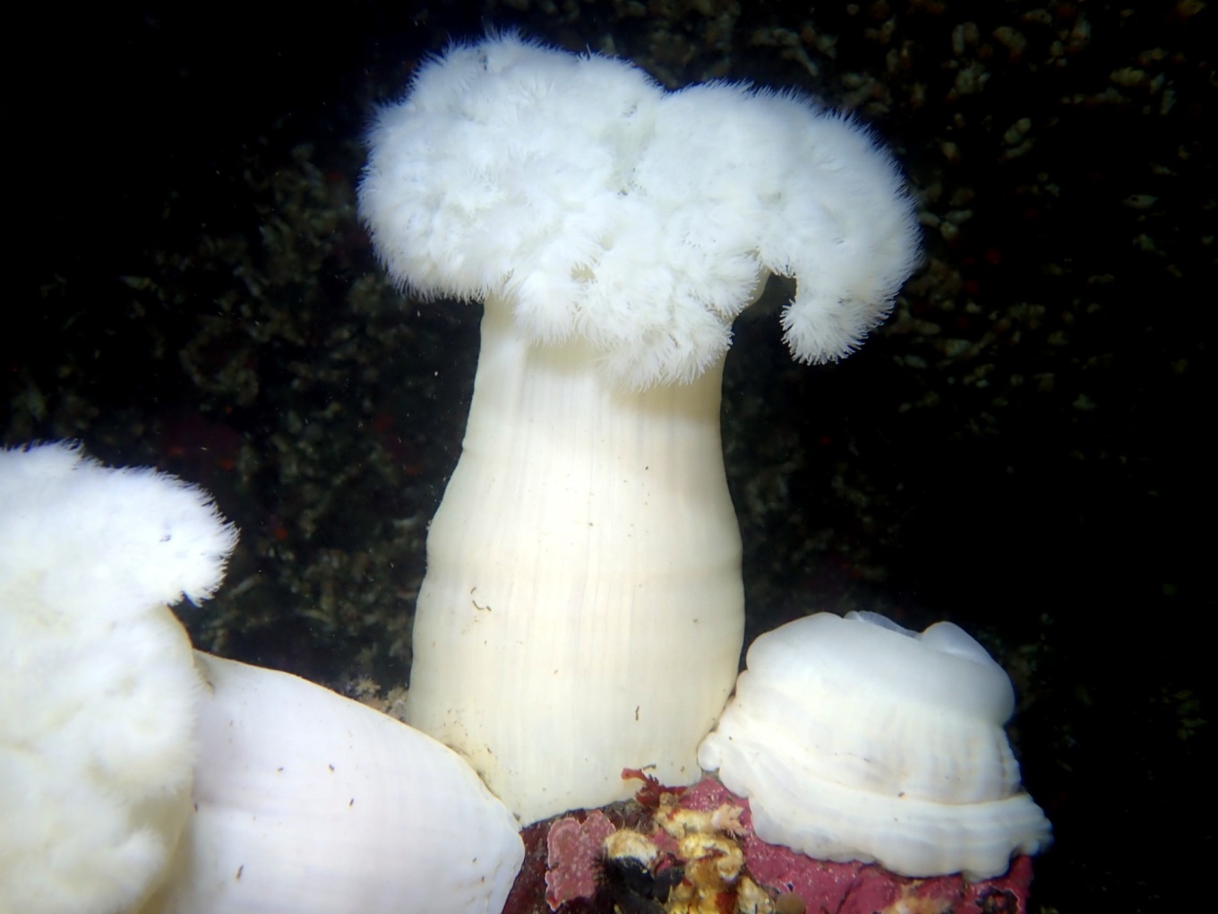 The giant plumose anemone Metridium farcimen, which resembles an underwater cauliflower with a thick stalk and a crown of tentacles at the top. 
