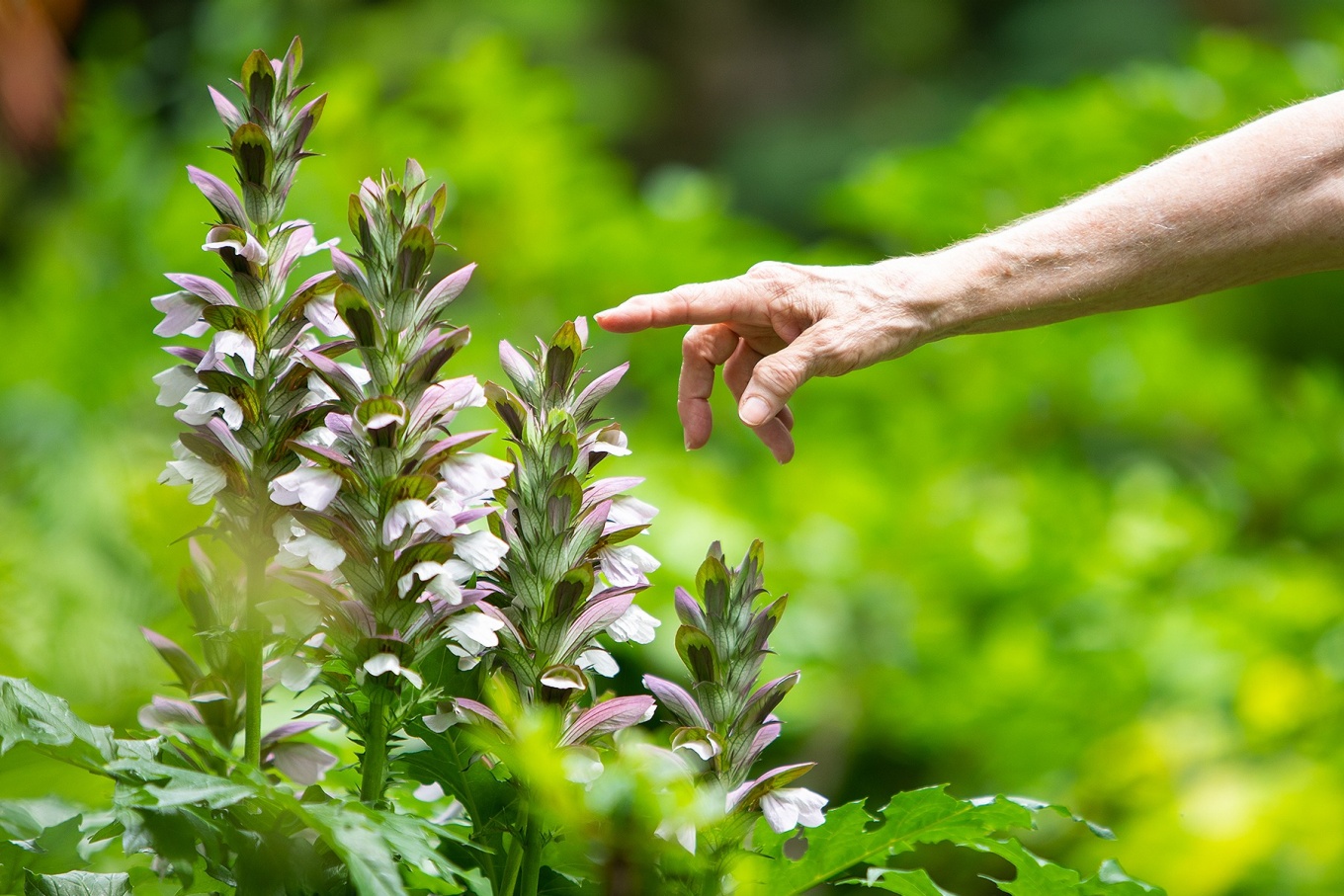 Zoom image: While touring the garden, Rose points out different details of the plants, such as how the flowers on this Bear's Breeches (Acanthus) open downward. 