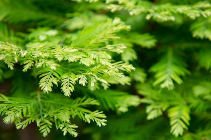 Zoom image: This dwarf dawn redwood is one of Rose’s favorites plants because redwoods have survived for centuries. “They have a unique buttressed root system and are deciduous which is really amazing to me,” she says. 